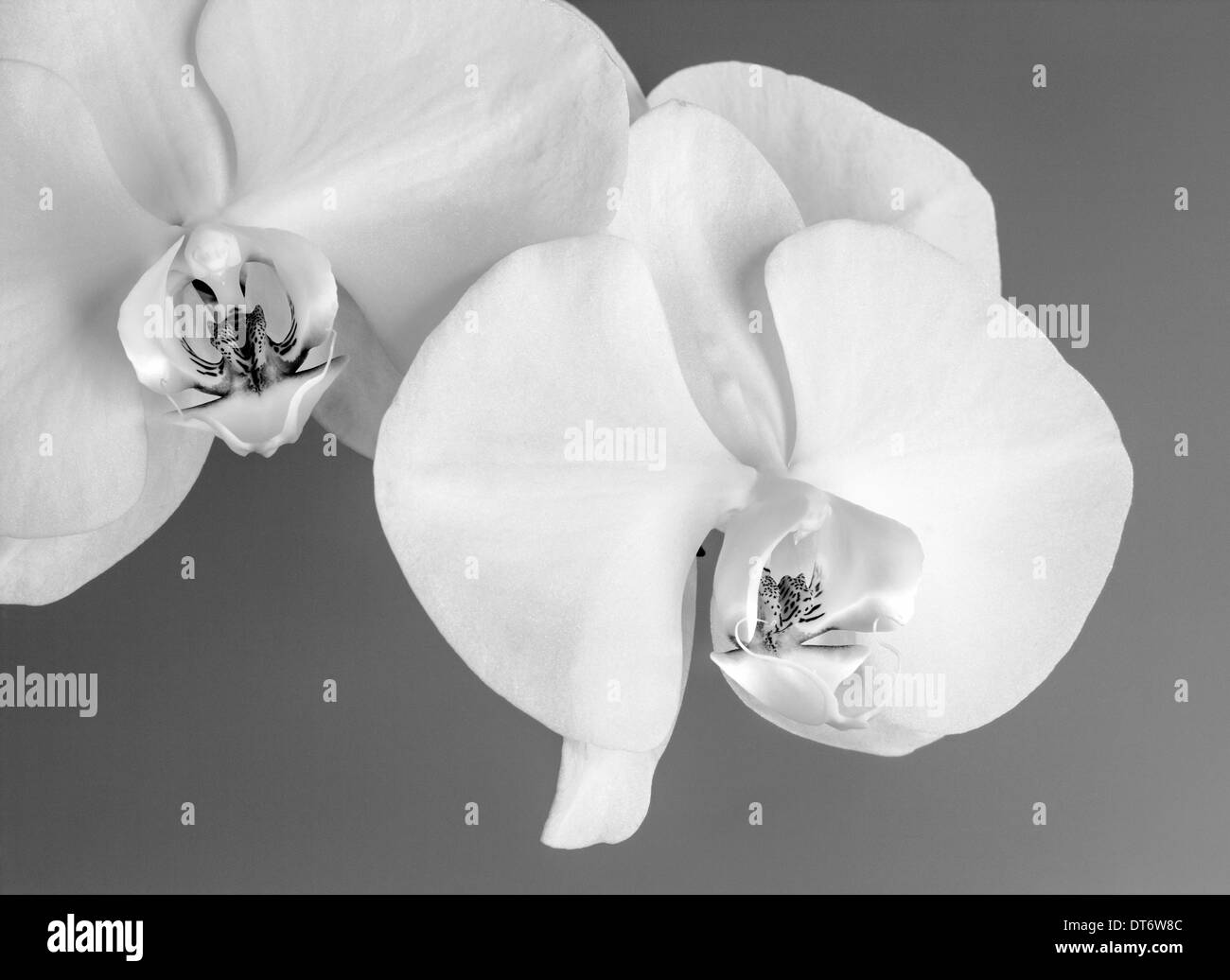 Schwarz & White Nahaufnahme Foto von Orchideen blühen. Stockfoto