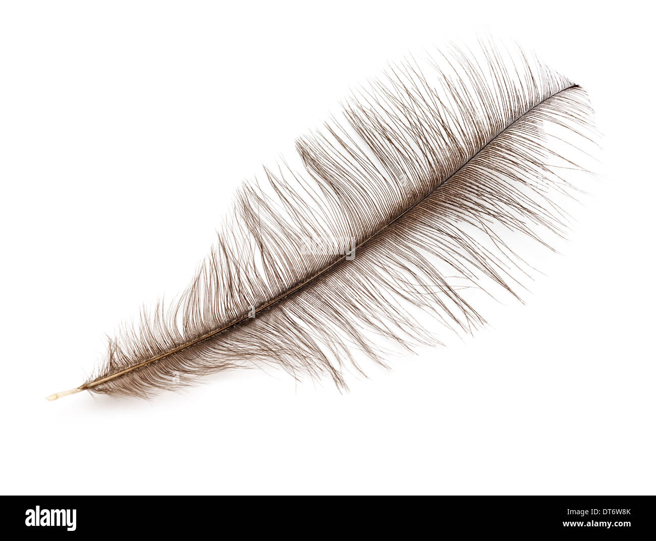 Graue Straußenfedern isoliert auf weißem Hintergrund Stockfoto