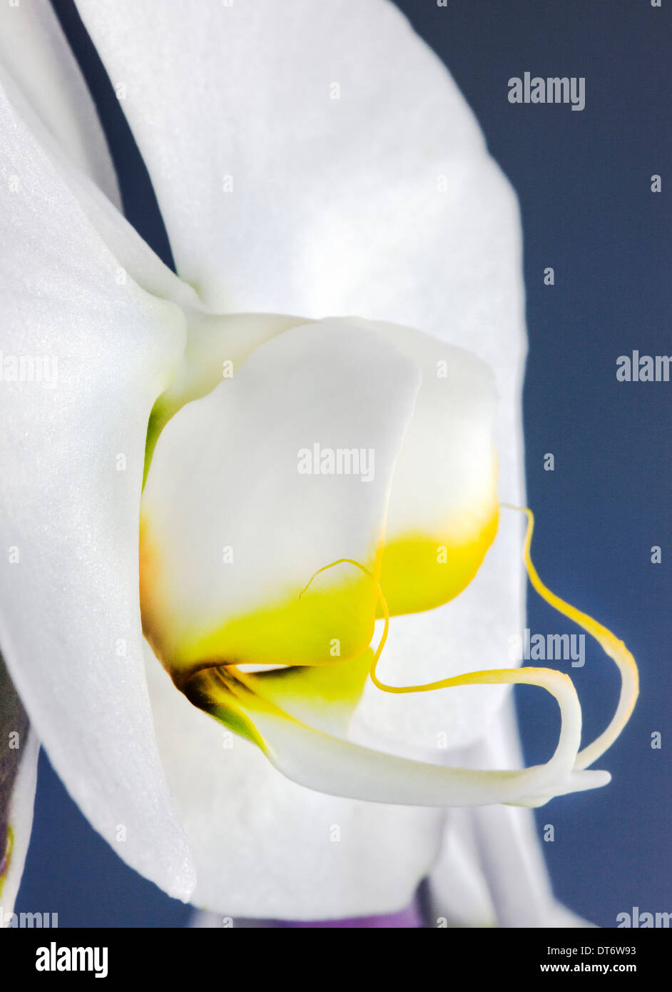 Nahaufnahme Foto von Orchideen blühen. Stockfoto