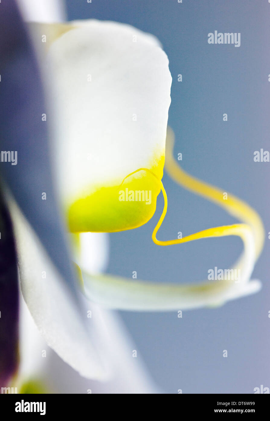 Nahaufnahme Foto von Orchideen blühen. Stockfoto