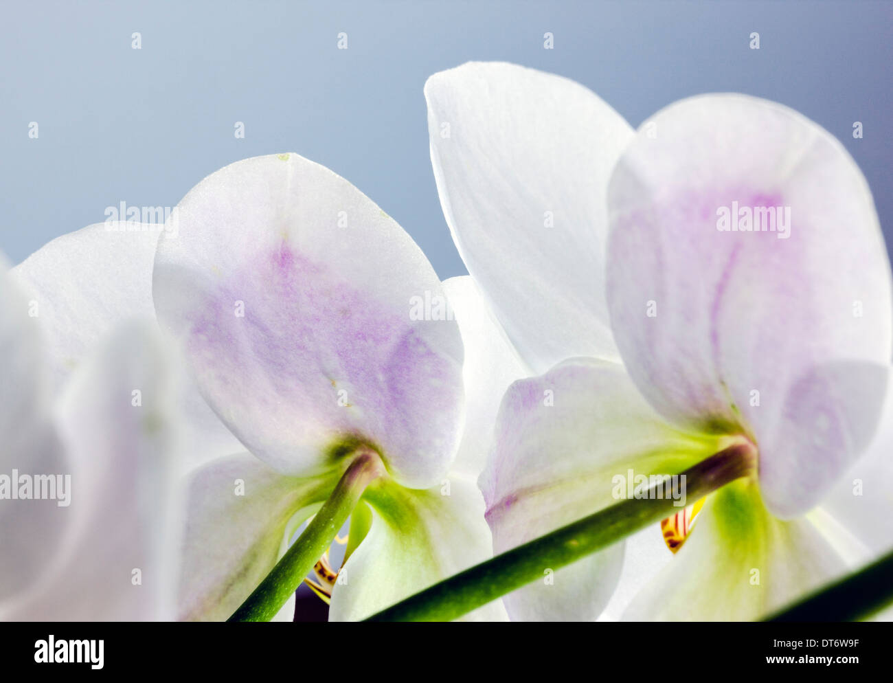 Nahaufnahme Foto von Orchideen blühen. Stockfoto