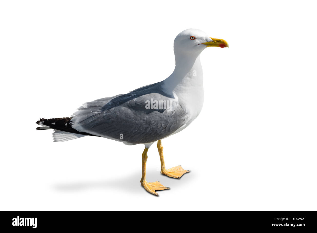 Stehen graue Möwe isoliert auf weißem Hintergrund Stockfoto