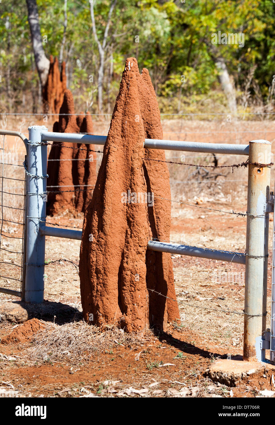 Termitenhügel im Nordterritorium Übernahme Zaun Stockfoto