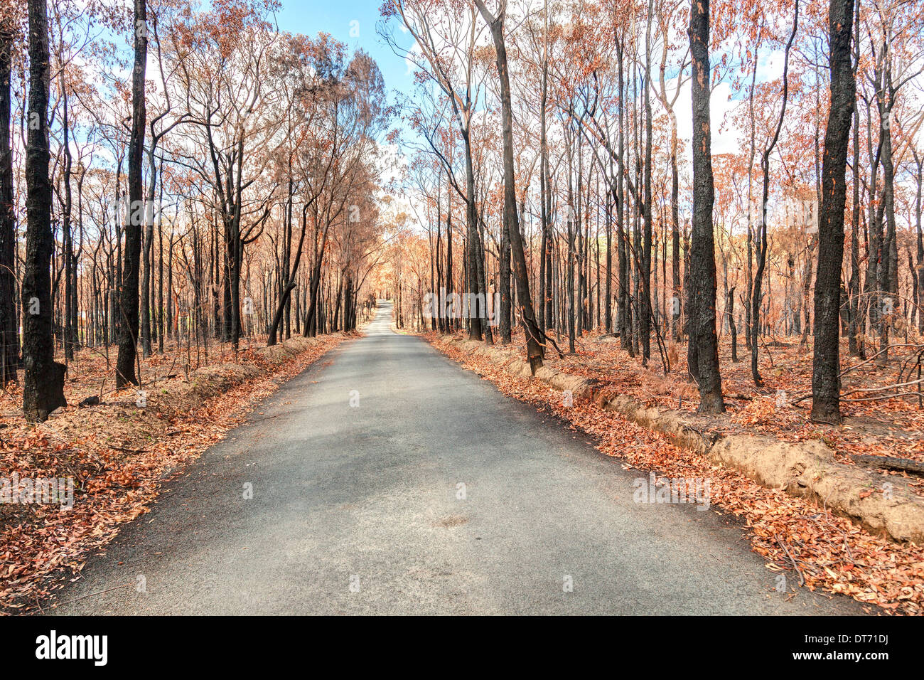 Bild kurz nach Buschfeuern Nov 2013 Springwood Australien Stockfoto