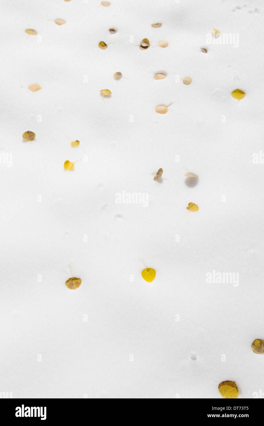ein paar gelbe Aspen verlässt auf frischen weißen Schnee Stockfoto