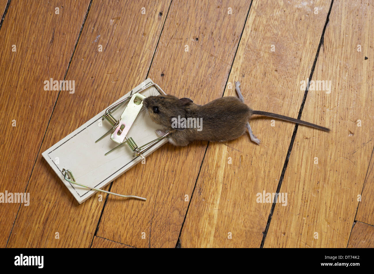 tote Maus gefangen in einer Falle auf einen hölzernen Fußboden Stockfoto