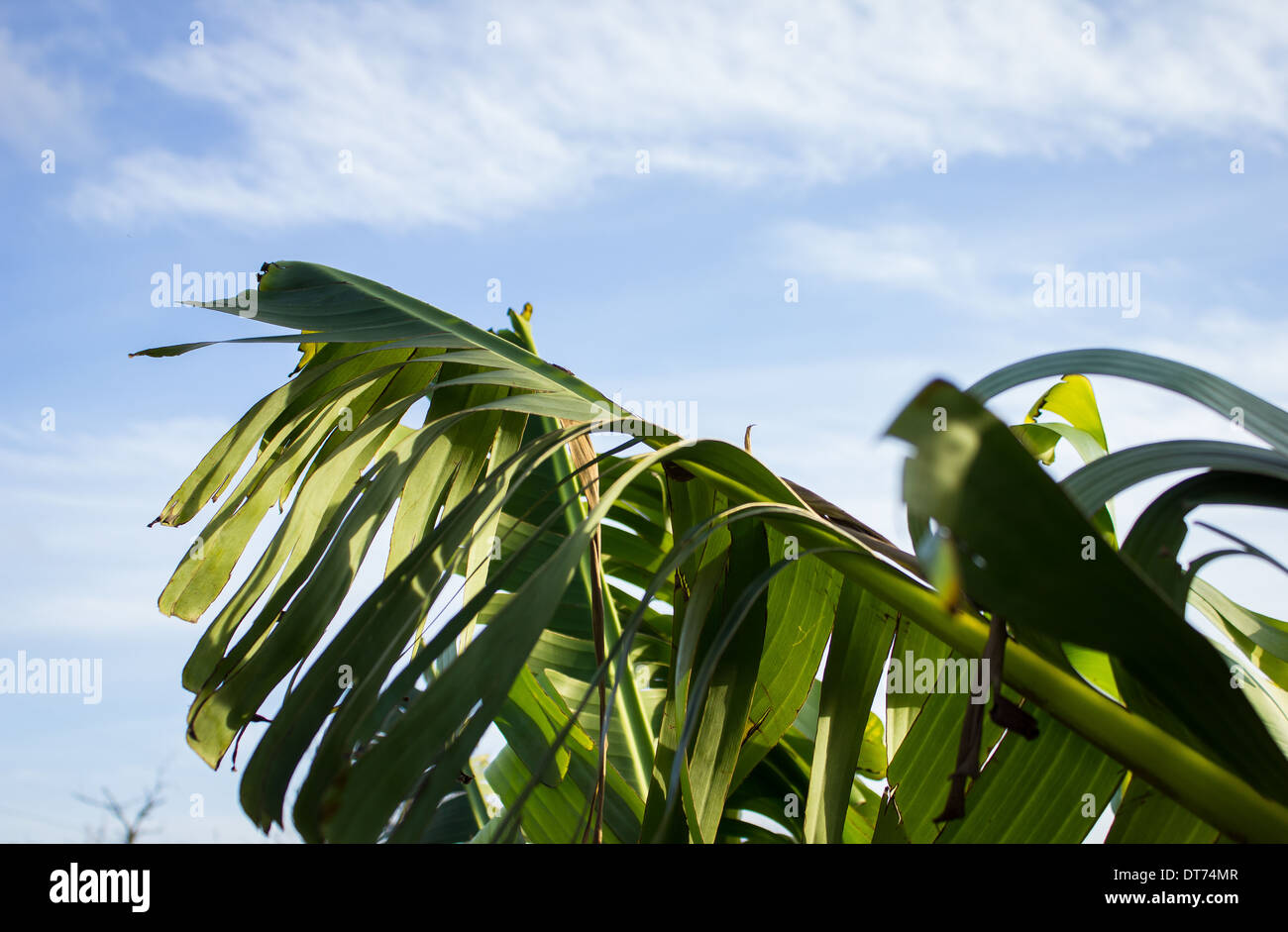 Bananenbaum Blätter Tageslicht Stockfoto