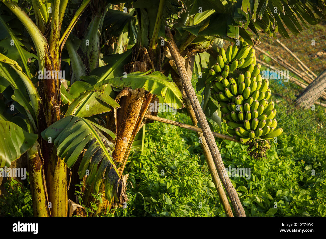 Bananenbaum mit Bananen Stockfoto