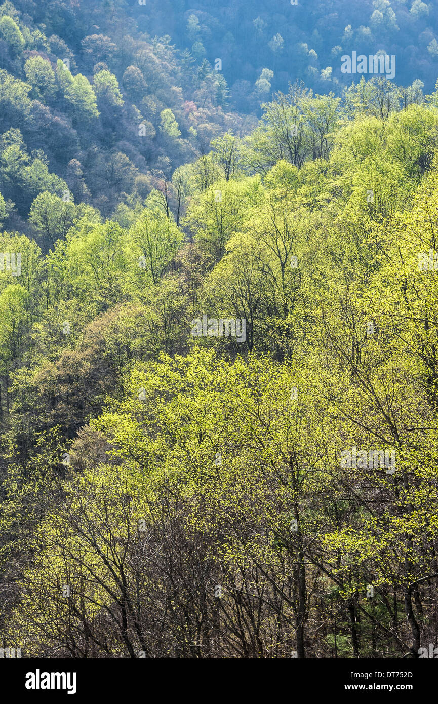 Wunderschöne Frühlingswälder entlang des Highway 64 in den Blue Ridge Mountains zwischen Highlands und Franklin North Carolina. (USA) Stockfoto