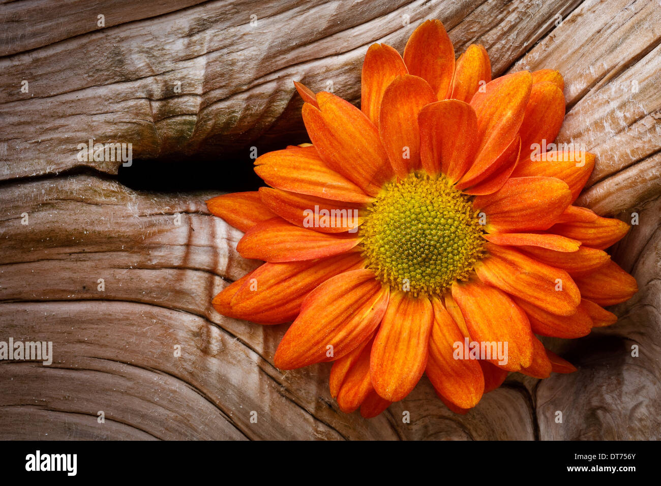Makro Nahaufnahme von orange Daisy gesetzt vor dem Hintergrund von Treibholz. Stockfoto