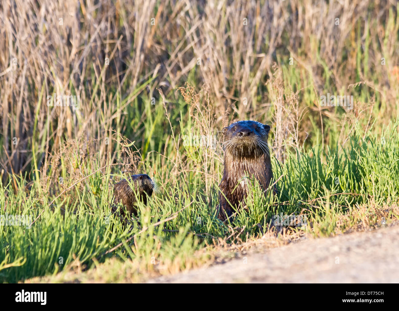 Mutter nordamerikanische Fischotter (Lontra Canadensis) in die Kamera schaut. Ein Baby (Kit) verbirgt sich in den Rasen. Stockfoto