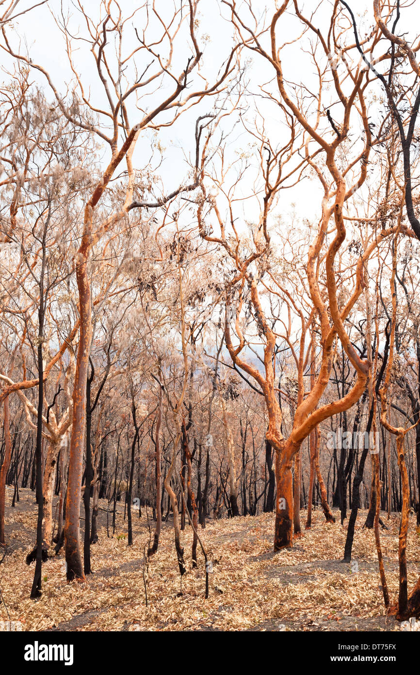 Catherine Hill Bushfire 2013 verbrannte Bäume Stockfoto