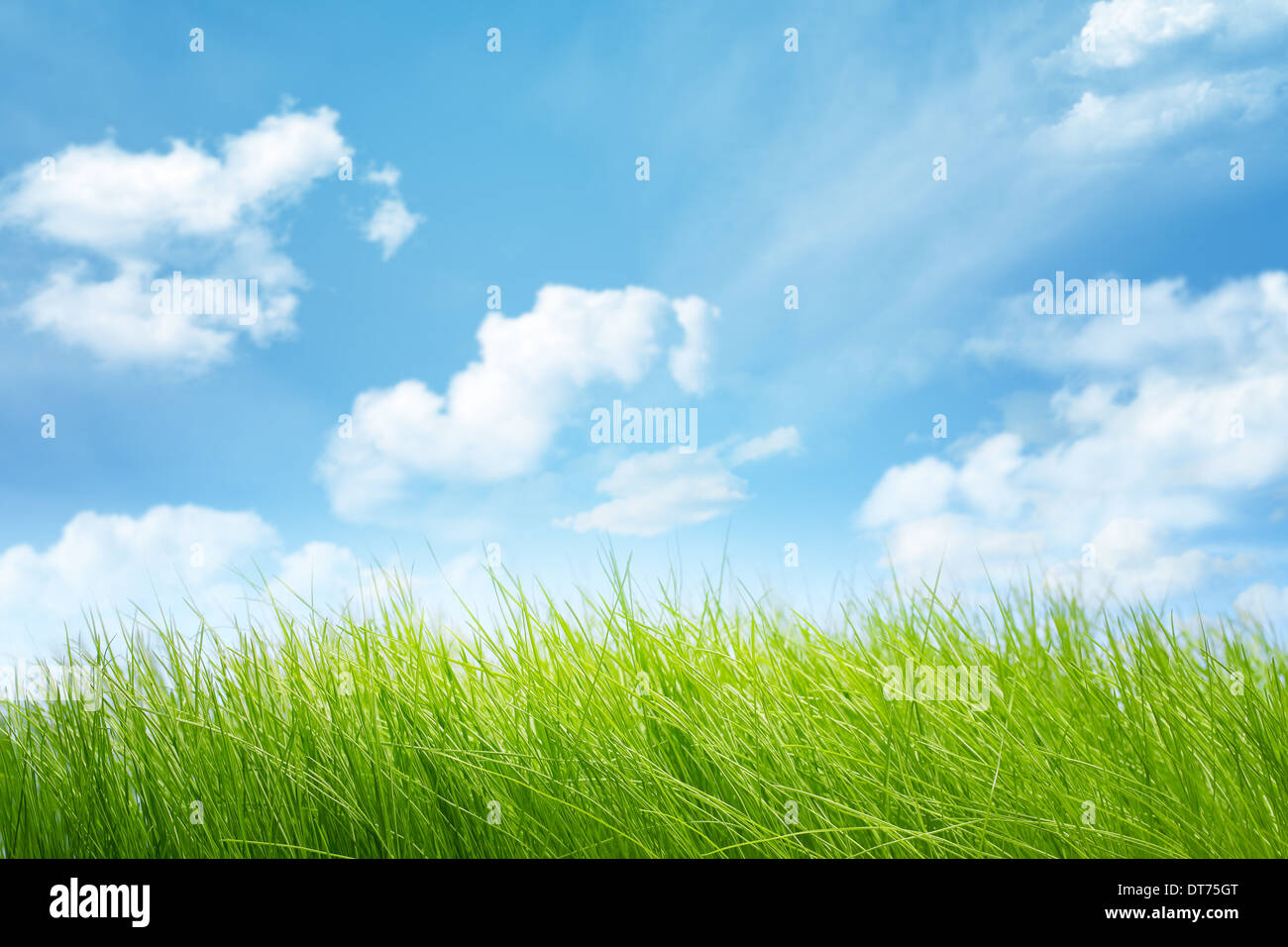 Frischen Rasen im defokussierten Himmel und Sonnenlicht Stockfoto