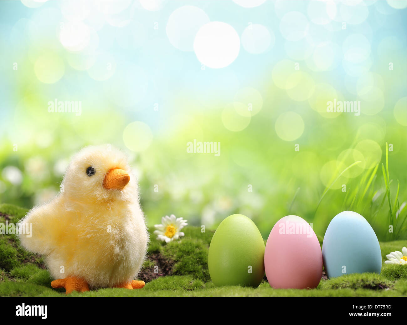Gelbe Osterküken und Easter Eggs in einem Feld Stockfoto