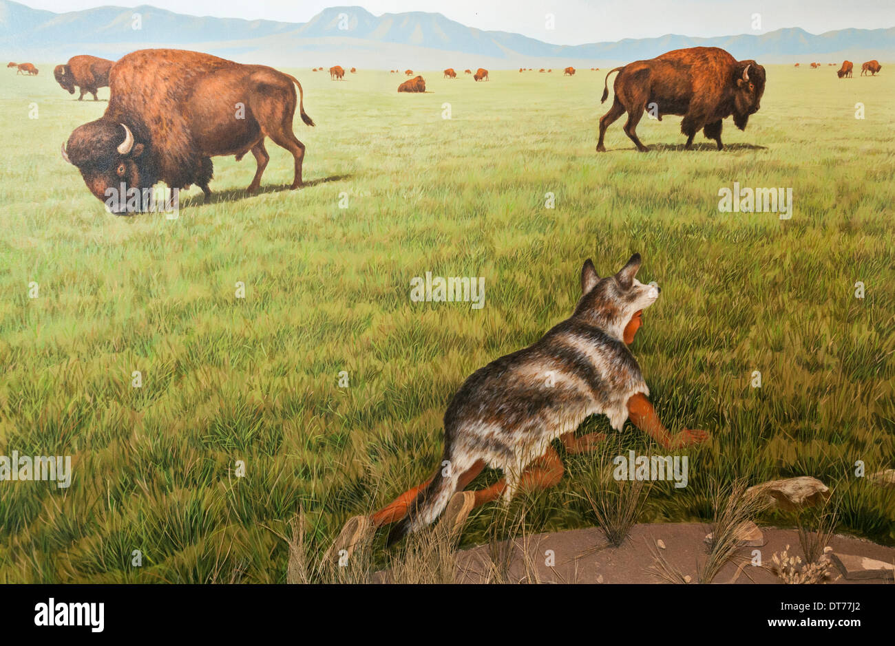 Montana, Ulm, erste Völker Buffalo Jump Staatspark, Visitor Center, Jagd diorama Stockfoto