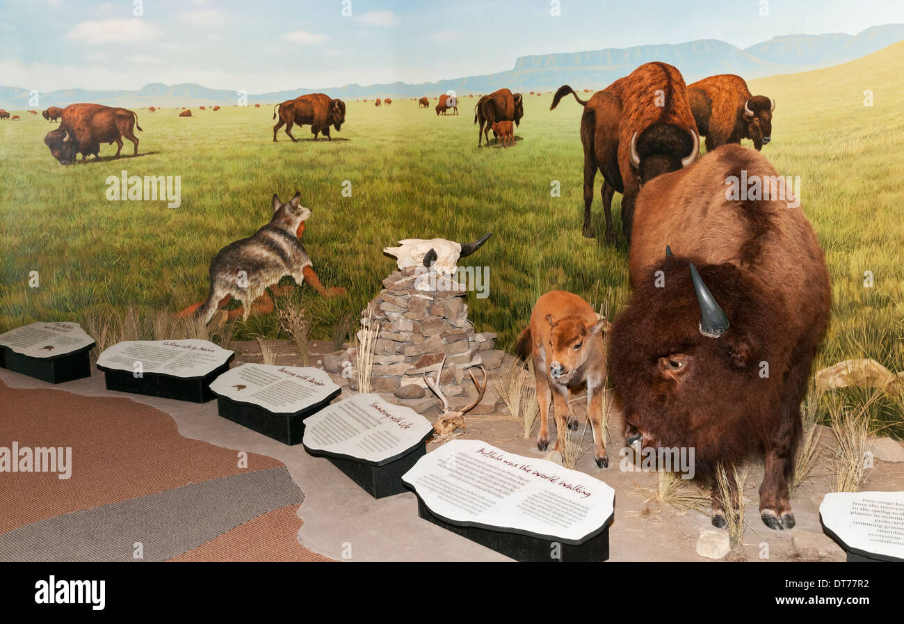 Montana, Ulm, erste Völker Buffalo Jump State Park Visitor Center, Bison-Jagd-diorama Stockfoto