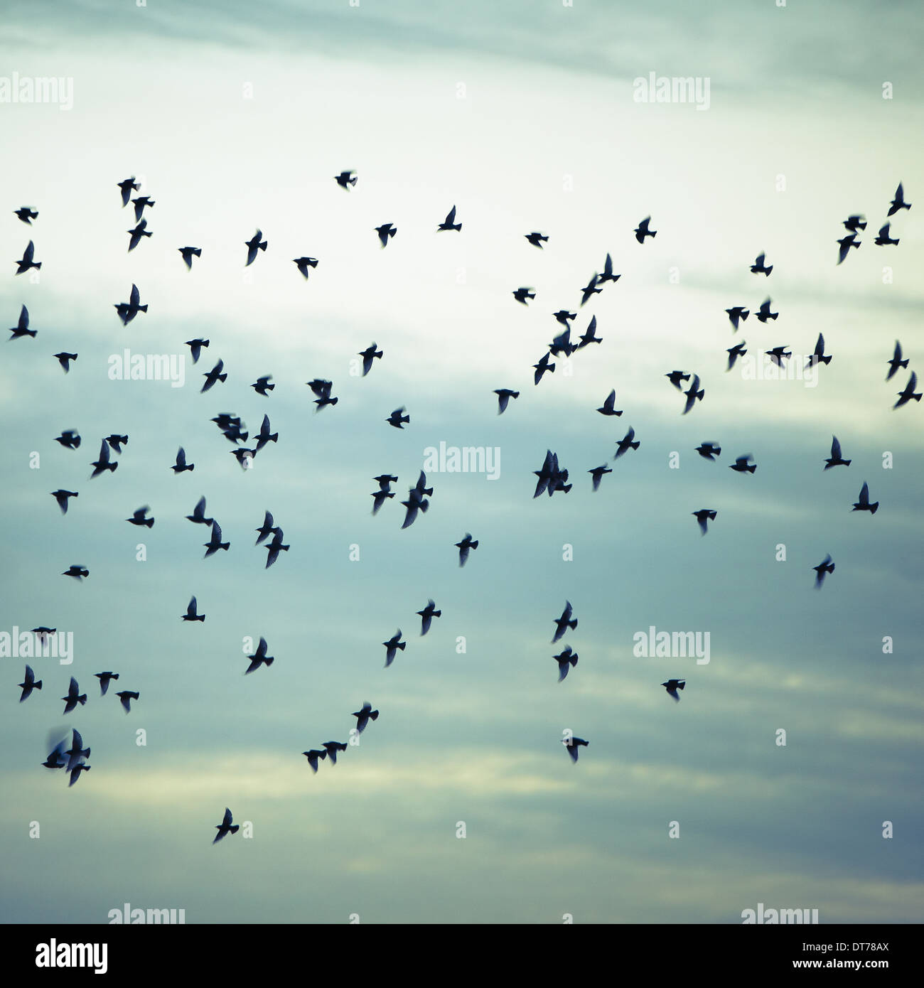 Eine Herde von Stare fliegen, stechen und Machenschaften in einem wolkigen Himmel in Seattle. Stockfoto