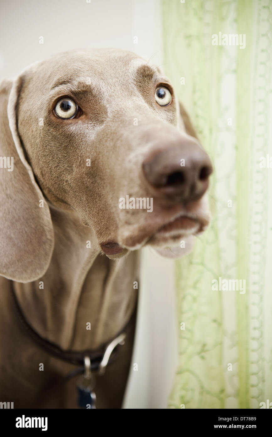 Ein Stammbaum Rasse, ein Weimaraner-Hund in den Duschraum, versteckt sich hinter einem Duschvorhang. Stockfoto