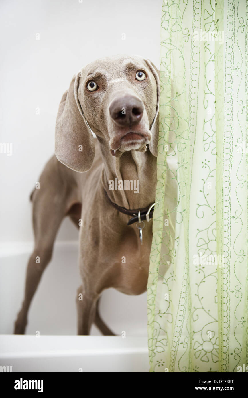 Ein Weimaraner Hund steht schaut sich um einen Duschvorhang im Bad. Stockfoto