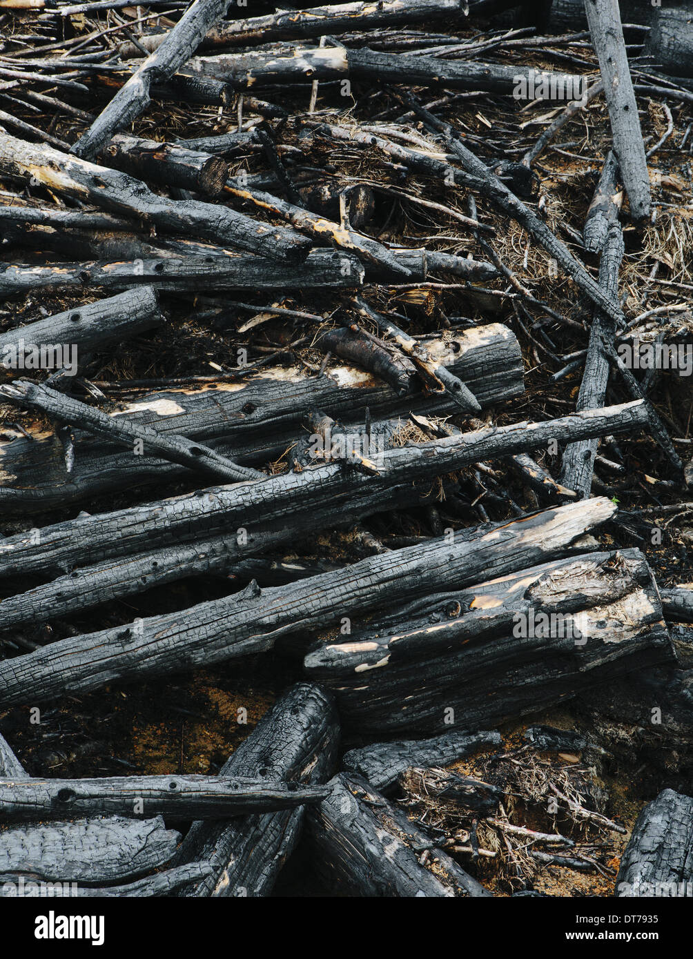 Verbrannte Protokolle und Schutt aus klaren Schnitt Wald, Olympische NF Stockfoto
