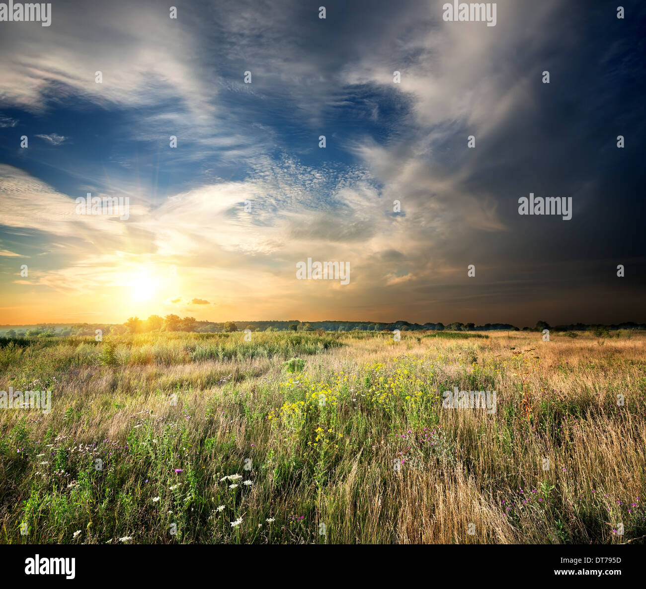 Sonnenuntergang über einem Feld Wiese Gras Stockfoto