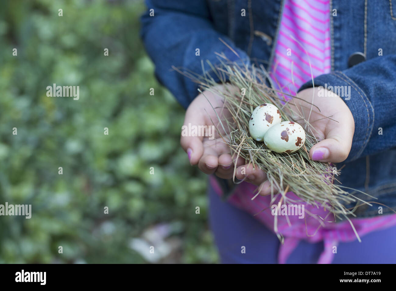 Ein Mädchen in der Hand aus der hohlen Hand, mit einem kleinen Bündel von Zweigen und zwei Vogeleier. Stockfoto