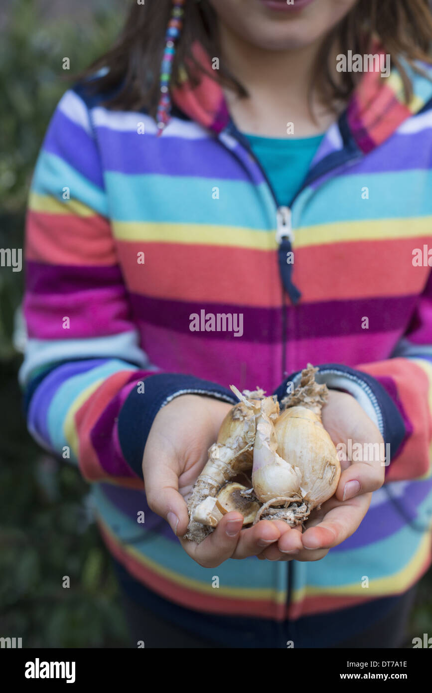 Ein junges Mädchen, eine kleine Anzahl von Pflanzen-Lampen in ihren hohlen Händen hält. Stockfoto