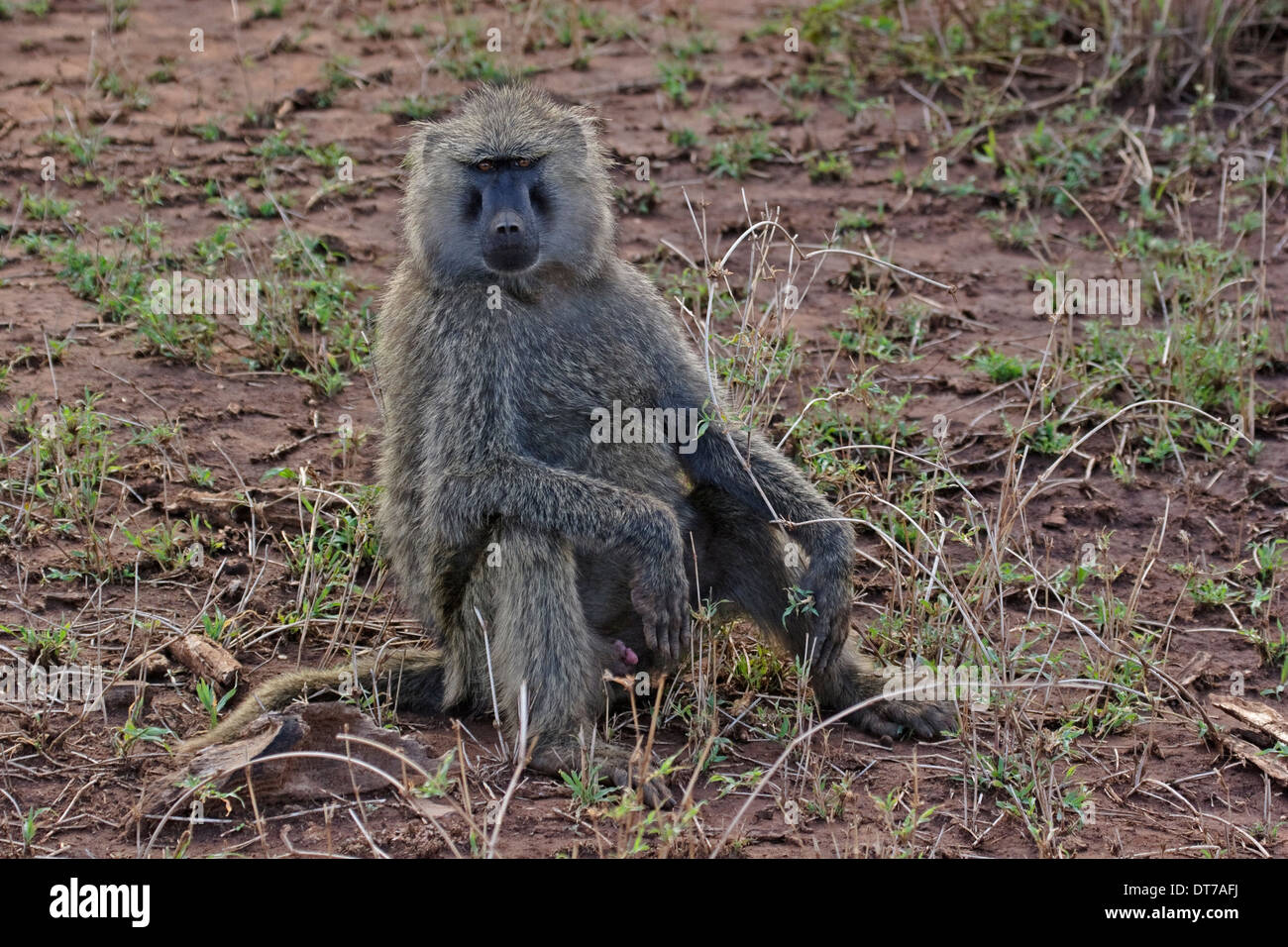 Olive Baboon (Papio Anubis), Männchen auf dem Boden sitzend Stockfoto