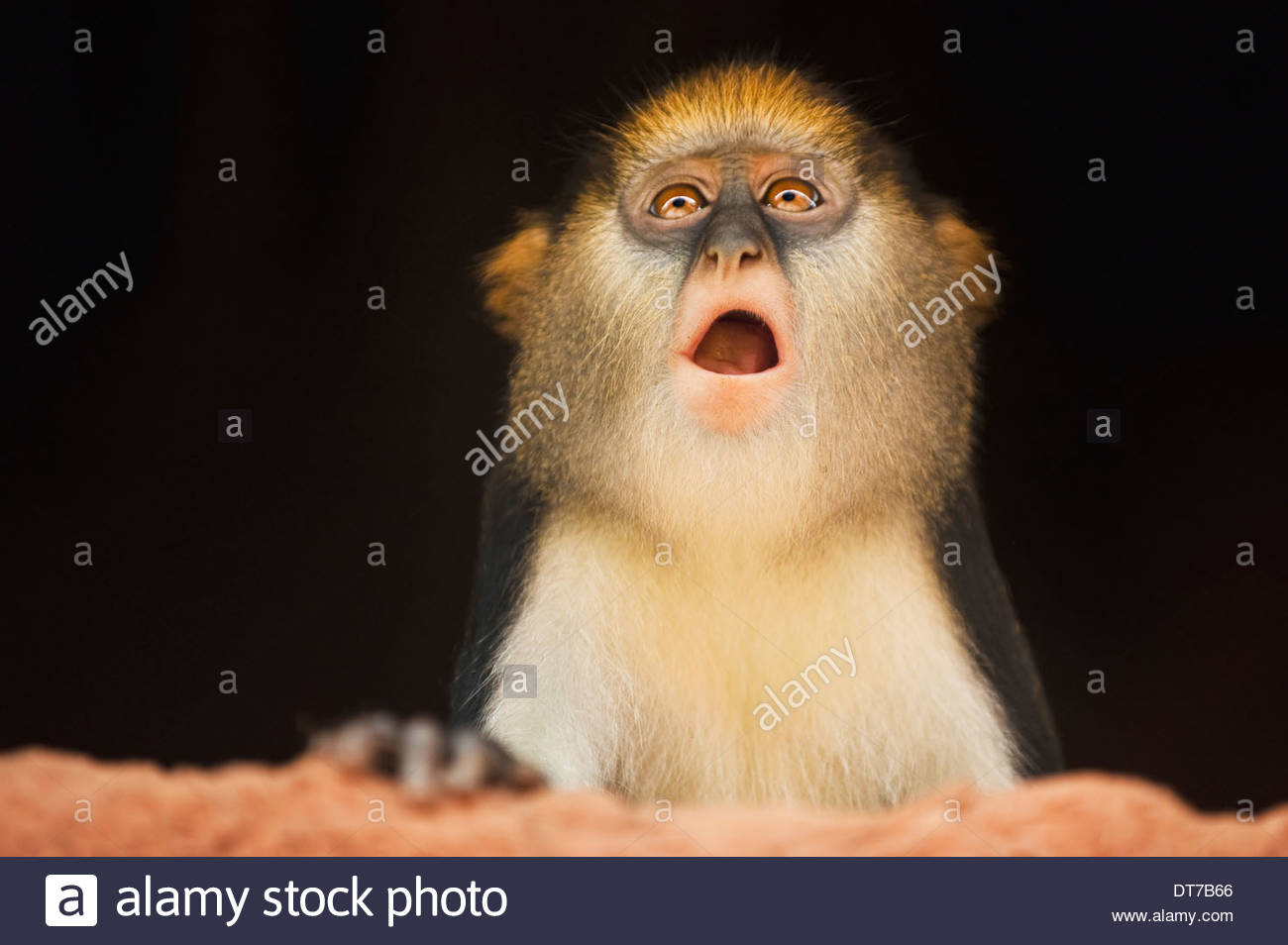 Mona Affe Haus Cercopithecus Mona Boabeng Fiema Monkey Sanctuary