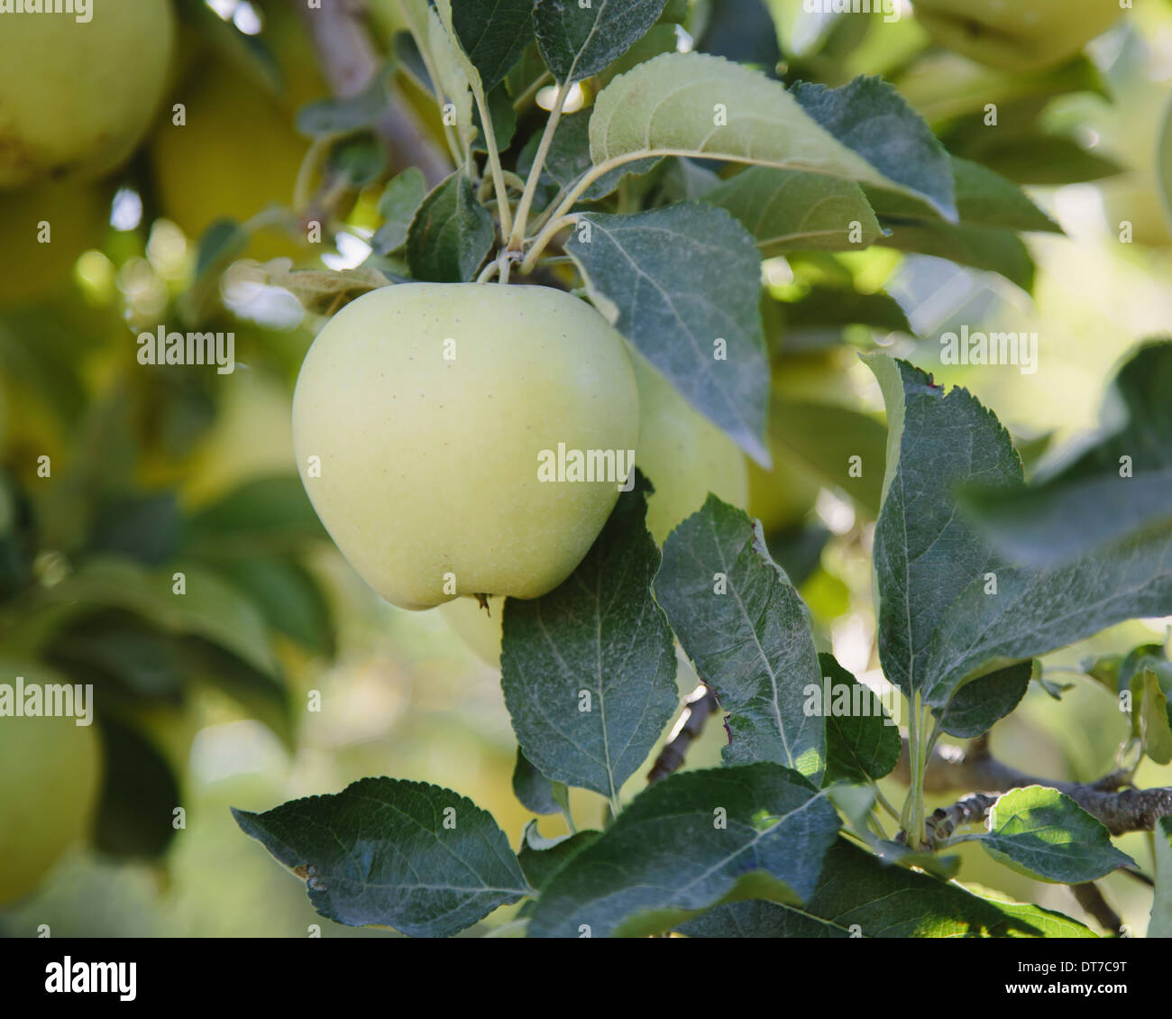 Ein reifer Golden Delicious Apfel auf dem Baum Nahaufnahme Chelan County Washington USA Stockfoto