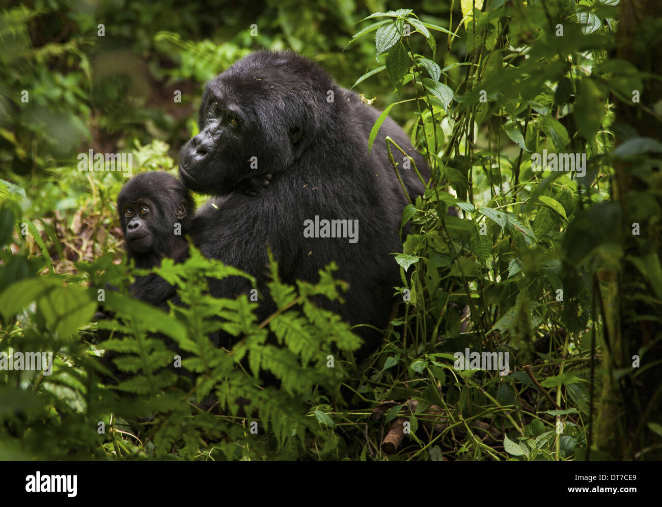 Berggorillas und juvenile Volcanoes National Park Ruanda Volcanoes-Nationalpark-Ruanda Stockfoto