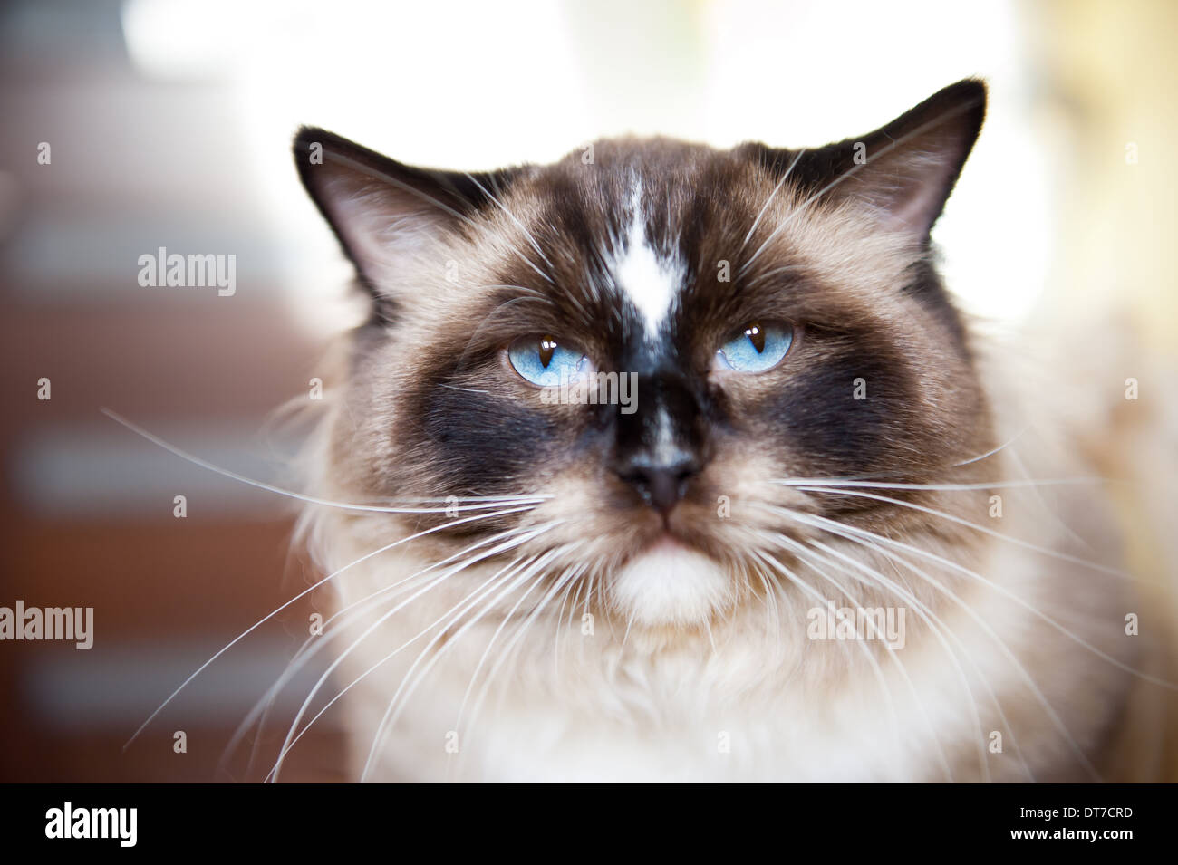 Ragdoll Katze mit blauen Augen Porträt Stockfoto