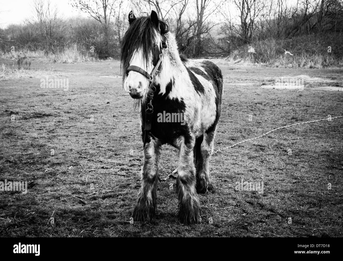 Cobb Pferde weiden auf Gemeindeland Stockfoto Cobb Pferde weiden auf Gemeindeland Stockfoto