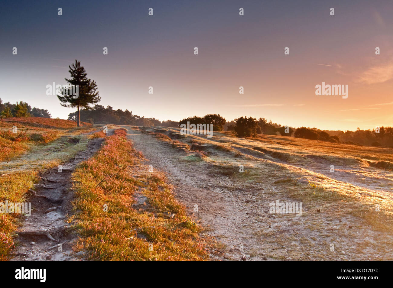 Hirsch-Sprung, New Forest, Hampshire, UK Stockfoto