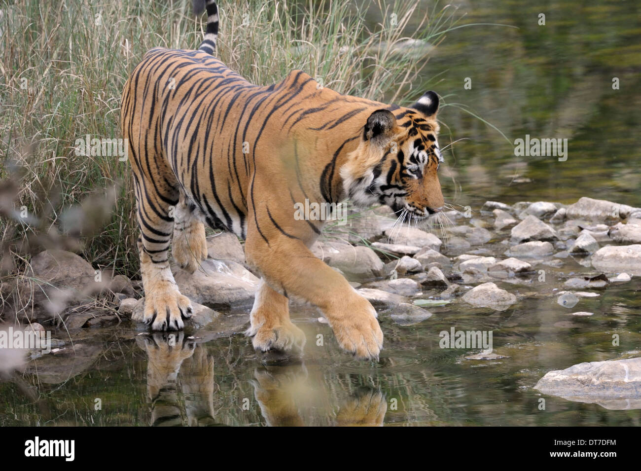 Bengal-Tiger (Panthera Tigris Tigris) überqueren, ein kleiner Fluss, Ranthambhore Nationalpark, Rajasthan, Indien. Stockfoto