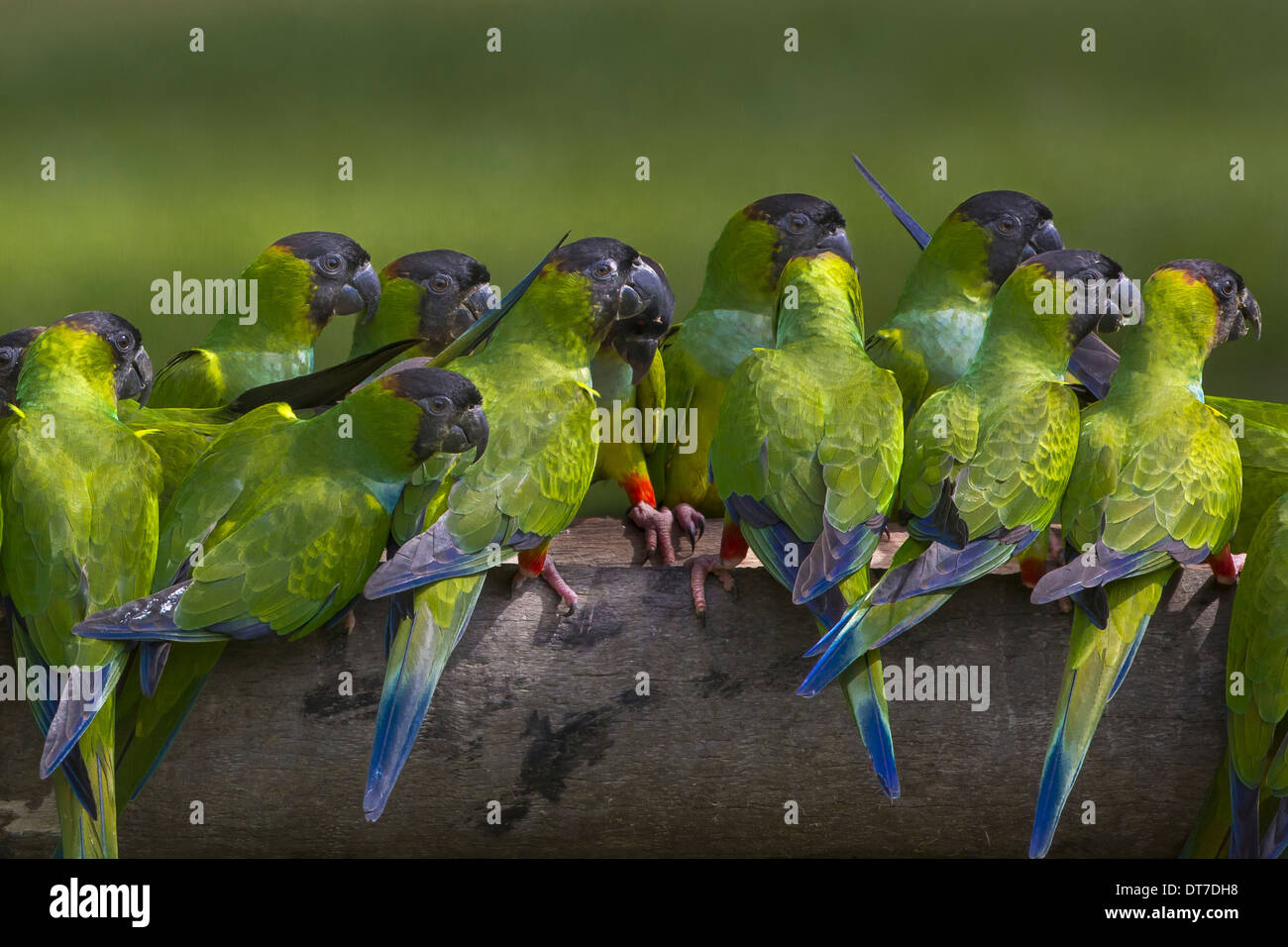 Nanday Sittiche Pantanal Brasilien Pantanal-Brasilien Stockfoto