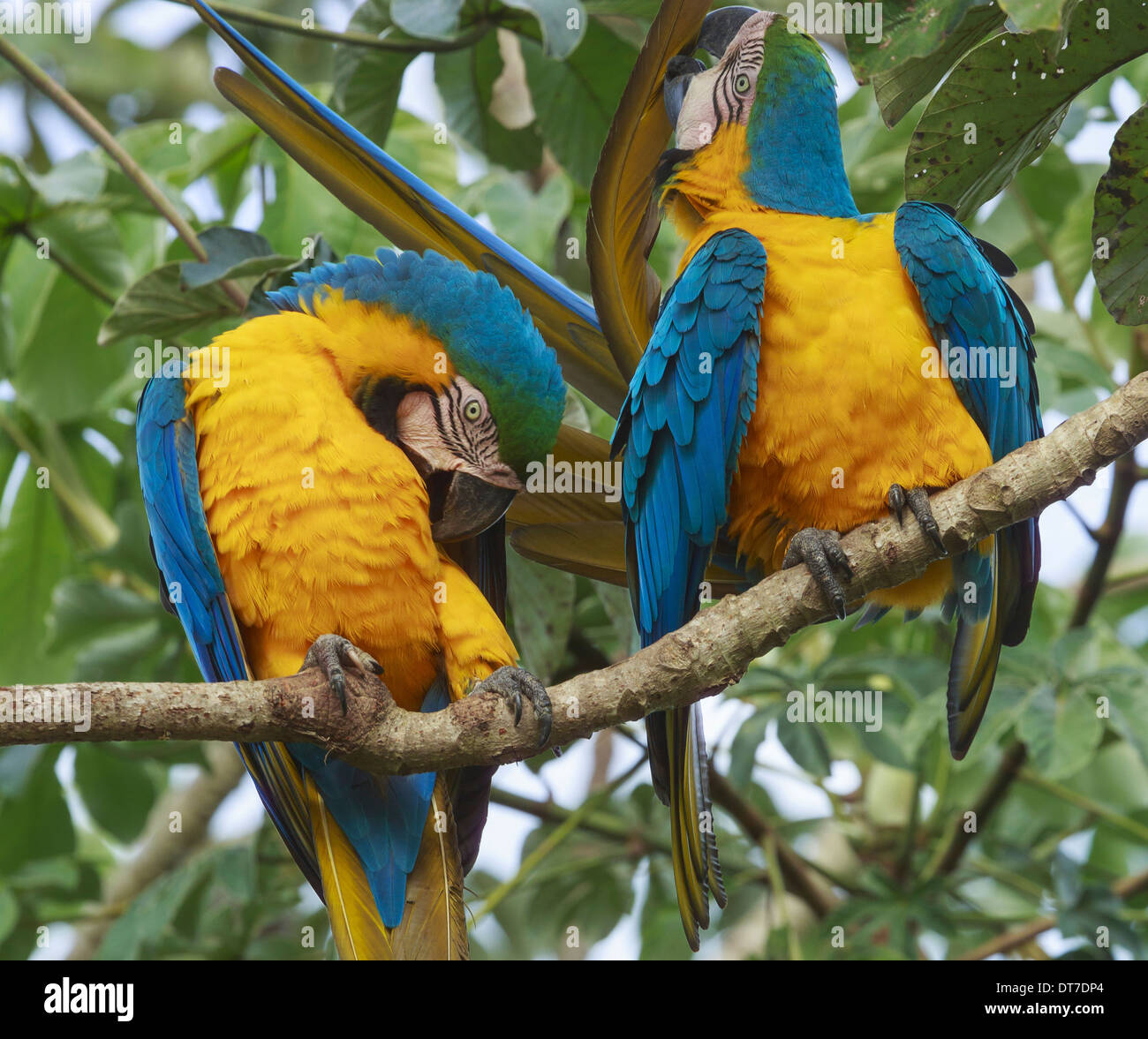 Blau-gelbe Aras Pantanal Brasilien Pantanal-Brasilien Stockfoto