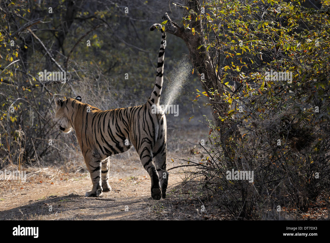 Bengal-Tiger (Panthera Tigris Tigris) Kennzeichnung seiner Terrotory, Ranthambhore Nationalpark, Rajasthan, Indien. Stockfoto