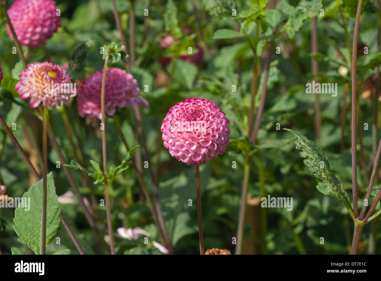 Pompom Dahlie Hapet Pom Stockfoto