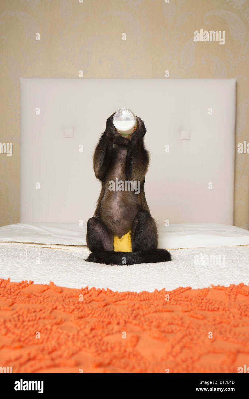 Ein Kapuziner Affe sitzt auf einem Bett in einem Schlafzimmer trinken aus einer Flasche Austin Texas USA Stockfoto