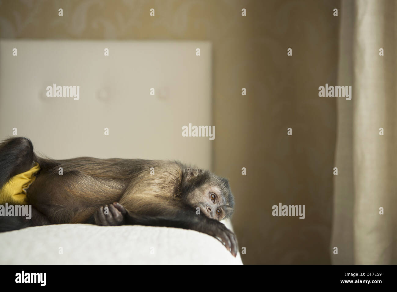 Ein Kapuziner Affe liegend auf seiner Seite auf einem Bett Austin Texas USA Stockfoto