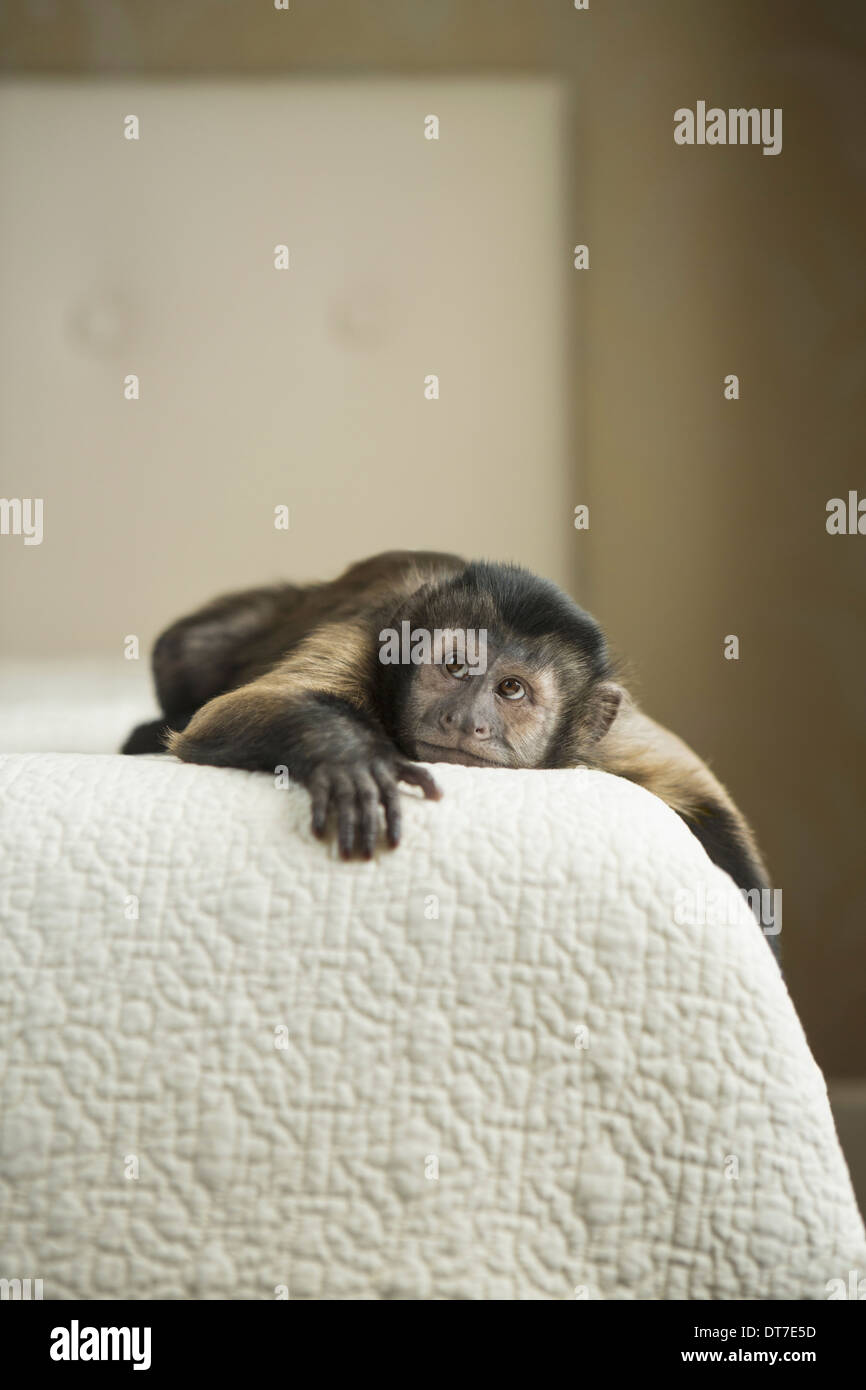 Ein Kapuziner Affe auf einem Bett liegend in einer inländischen Heimat Austin Texas USA Stockfoto