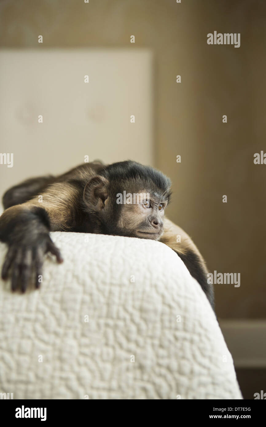 Ein Kapuziner Affe liegend auf einem Bett Austin Texas USA Stockfoto