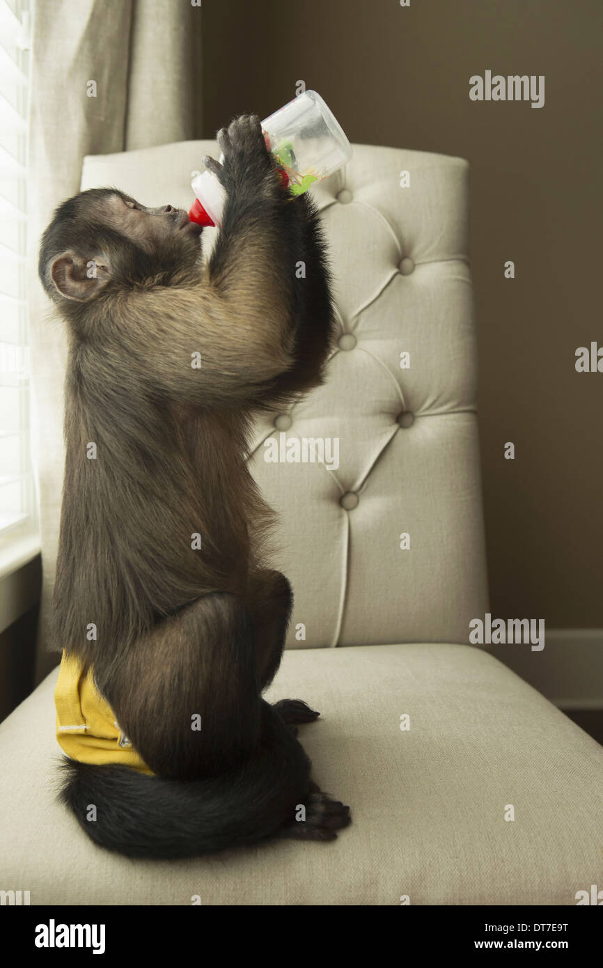 Ein Kapuziner-Affen in einem Schlafzimmer sitzt auf einem Stuhl, trinken aus einer Flasche Austin Texas USA Stockfoto