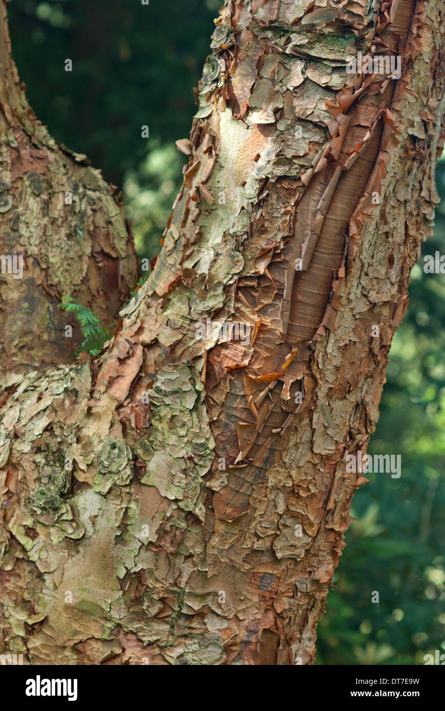 Acer Griseum Stockfoto