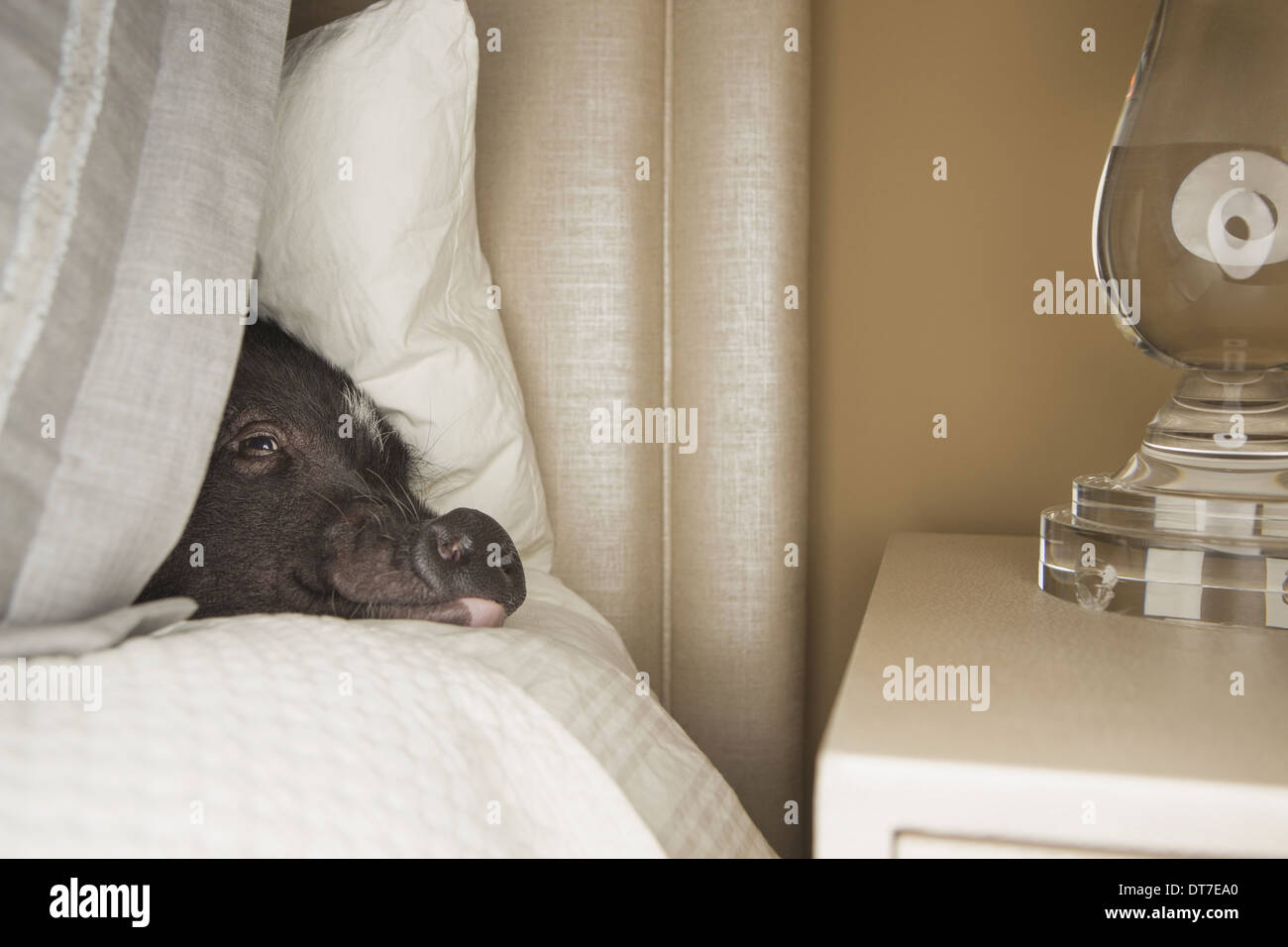 Ein Mini-Pot bellied Schwein liegend unter der Decke des Bettes Austin Texas USA Stockfoto