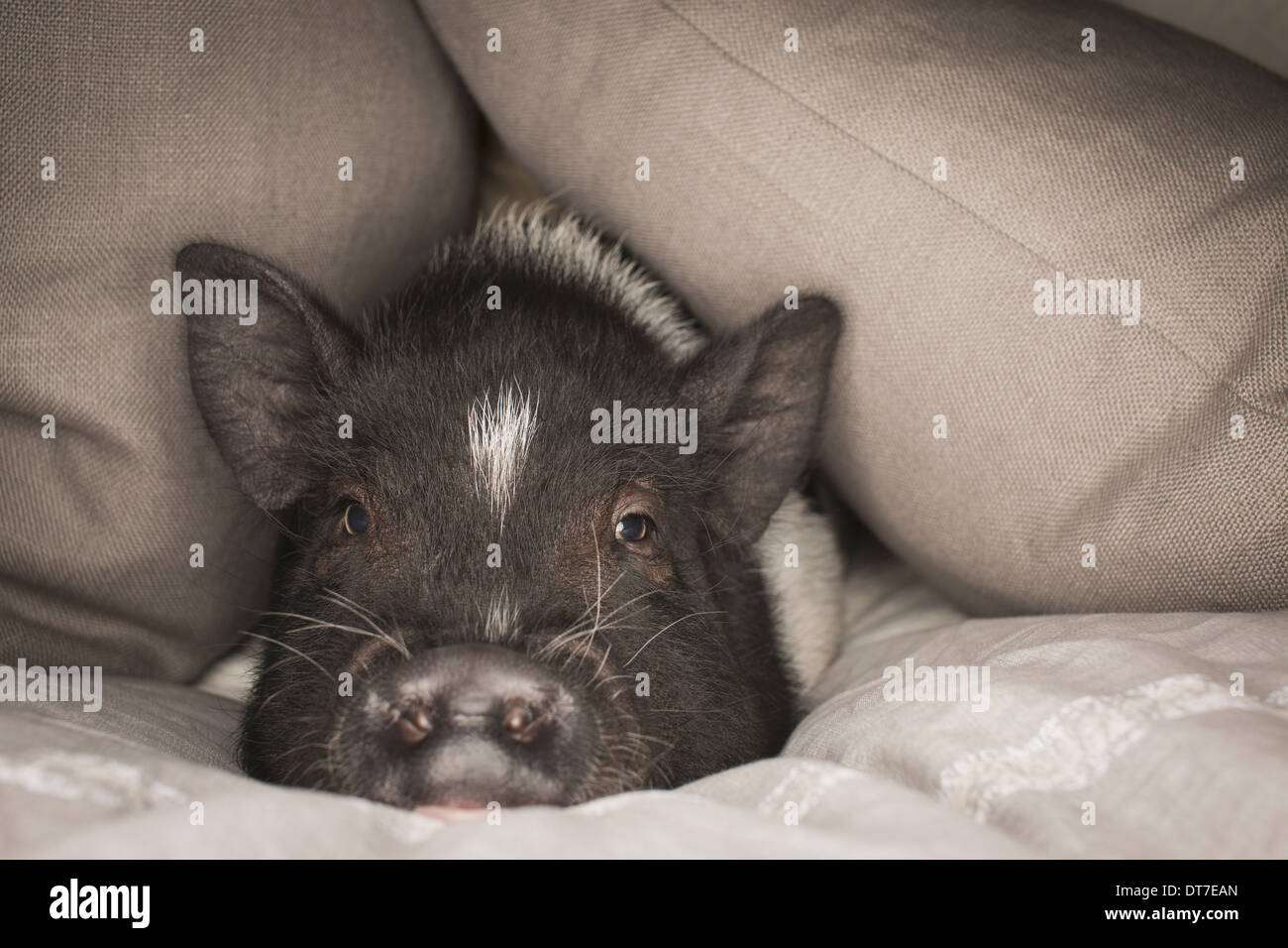 Ein Mini-Pot bellied Schwein liegend unter der Decke des Bettes Austin Texas USA Stockfoto
