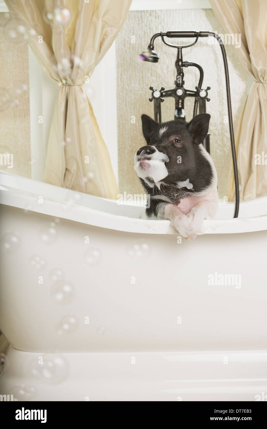 Ein Mini-Pot bellied Schwein in einer Badewanne, Blick durch den Duschvorhang Austin Texas USA Stockfoto