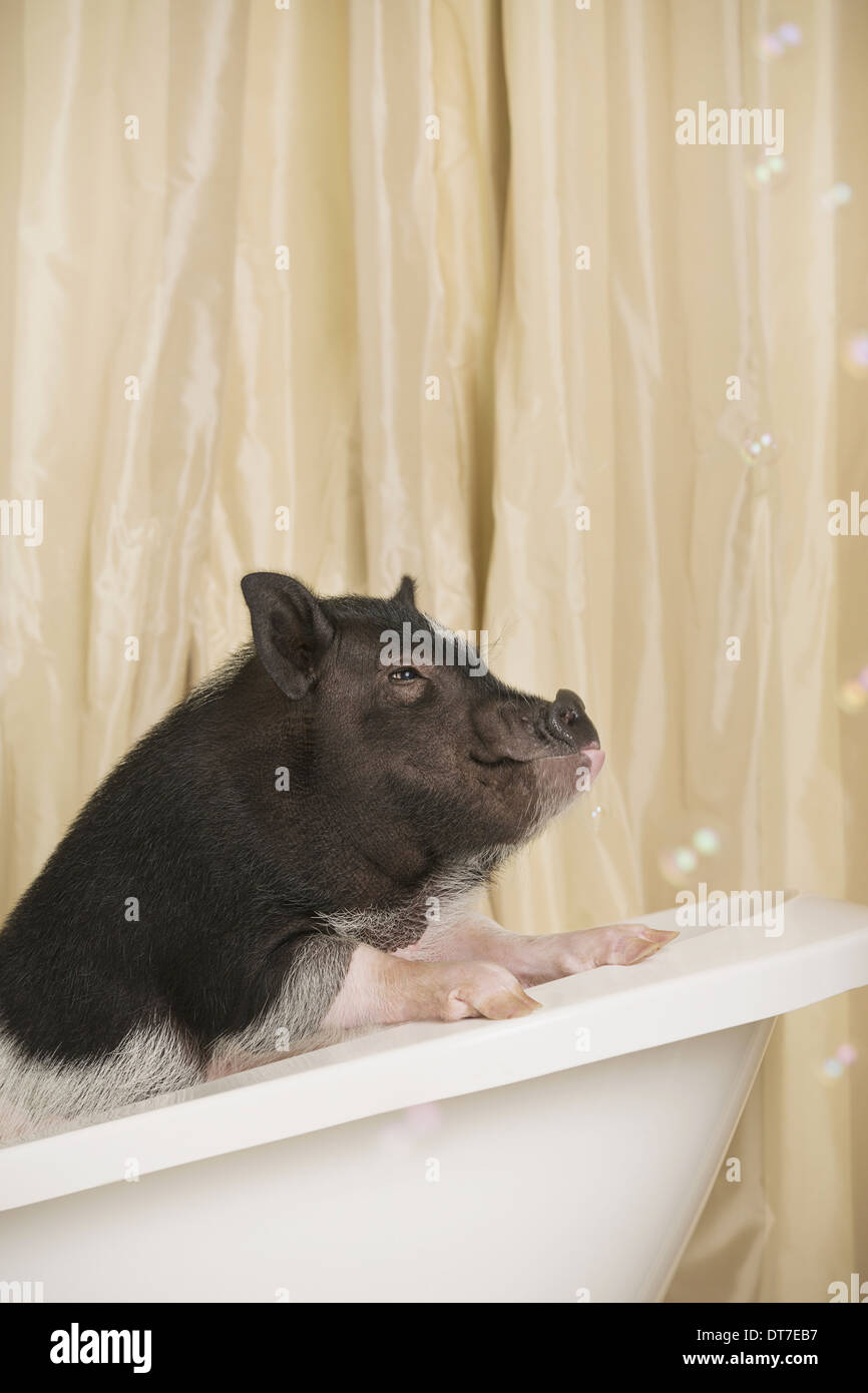 Ein Mini-Pot bellied Schwein in einer Badewanne, Blick durch den Duschvorhang Austin Texas USA Stockfoto