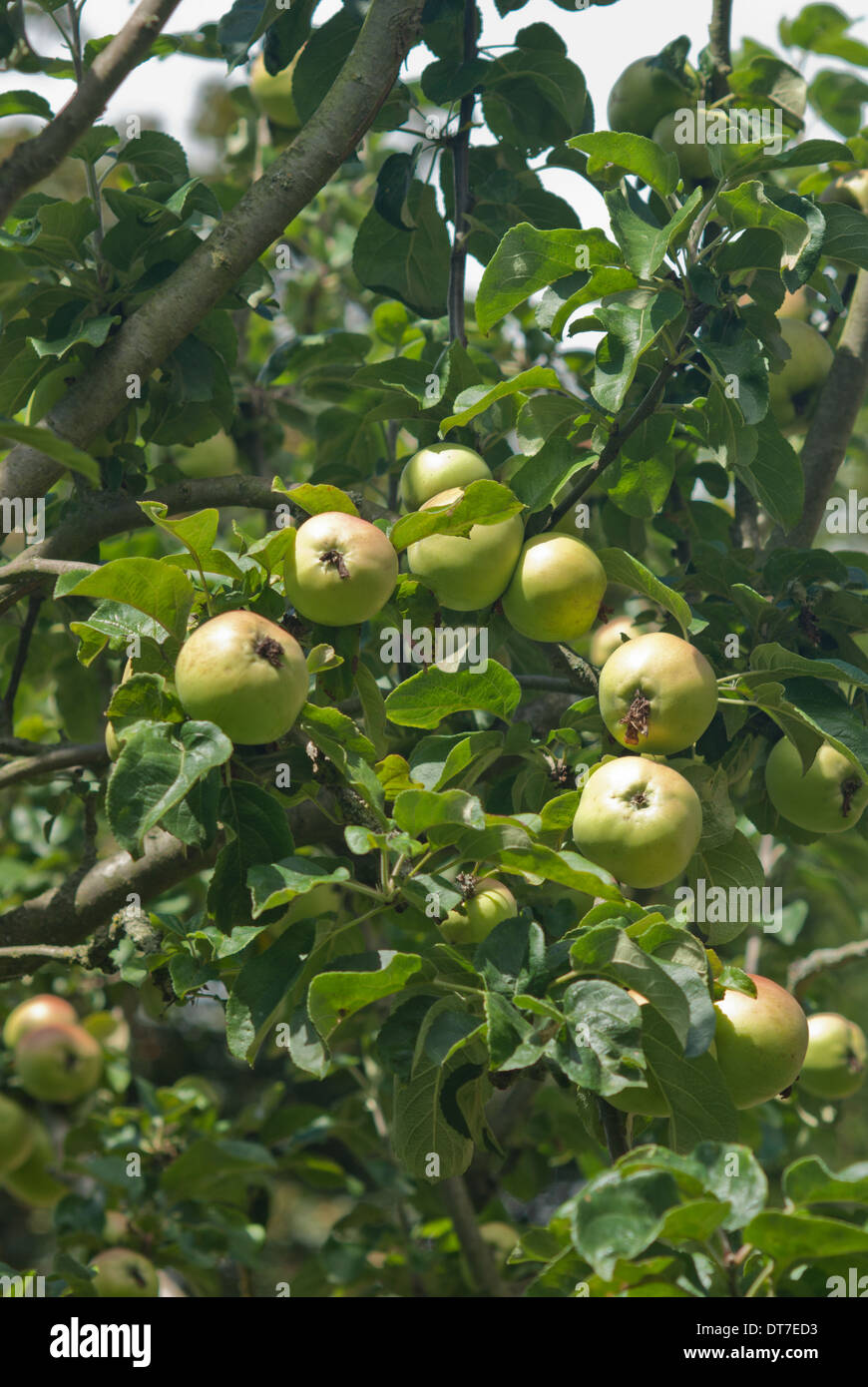 Apple Arthur Turner Stockfoto